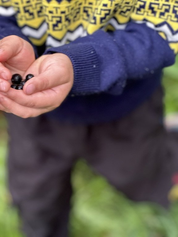 Kinderhände halten Beeren